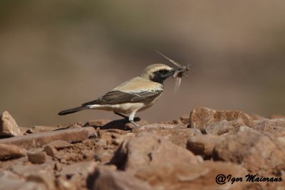 Monachella del deserto (Oenanthe deserti - Desert Wheatear)