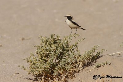 Monachella del deserto (Oenanthe deserti - Desert Wheatear)