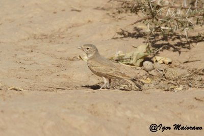 Allodola codabarrata (Ammomanes cinctura - Bar-tailed Lark)