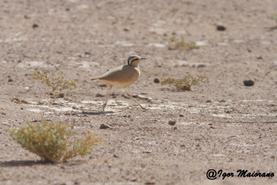 Corrione biondo (Cursorius cursor - Cream-coloured Courser)