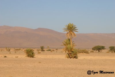 Deserto verso Tan Tan - Desert towards Tan Tan