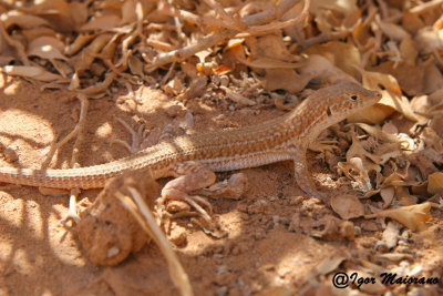 Acanthodactylus  boskianus - Bosk's Fringe-fingered Lizard