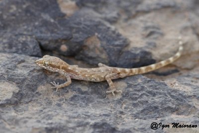 Tropiocolotes algericus - Algerian Sand Gecko