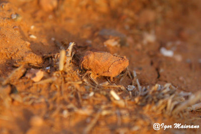 Ortottero deserticolo - Desertic Orthoptera