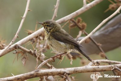 Lu iberico (Phylloscopus ibericus - Iberian Chiffchaff)