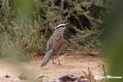 Ciagra corona nera (Tchagra senegalus - Black-crowned Tchagra)