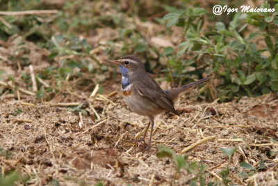 Pettazzurro (Luscinia svecica cyanecula - Bluethroat)