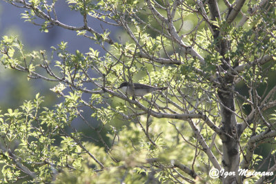 Bigia grossa orientale (Sylvia crassirostris - Eastern Orphean Warbler)