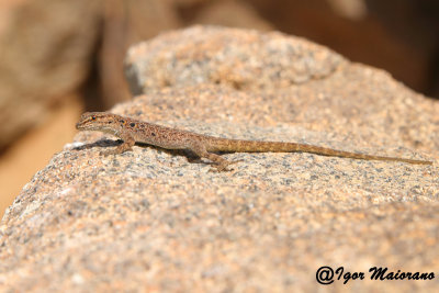 Quedenfeldtia moerens - Moroccan Day Gecko