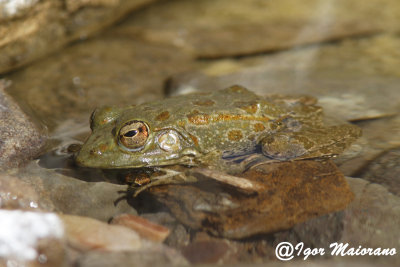 Rana saharica - Sahara Frog