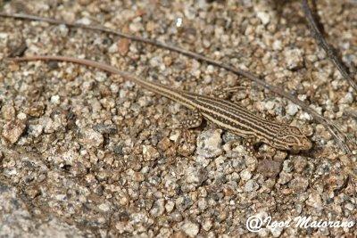 Acantodattilo codarossa juv (Acanthodactylus erythrurus - Spiny-footed Lizard juv)