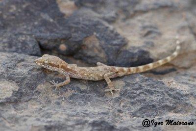 Tropiocolotes algericus - Algerian Sand Gecko