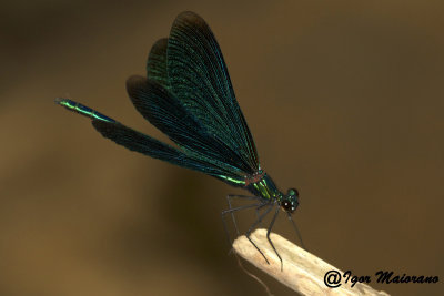 Calopteryx virgo - Beautiful Demoiselle