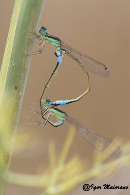 Ischnura graellsii - Iberian Bluetail