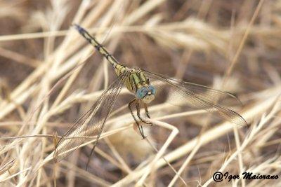 Orthetrum trinacria - Long Skimmer
