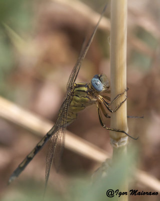 Orthetrum trinacria - Long Skimmer