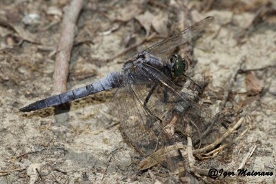 Orthetrum cancellatum - Black-tailed Skimmer