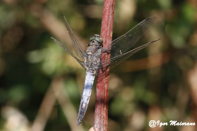 Orthetrum cancellatum - Black-tailed Skimmer