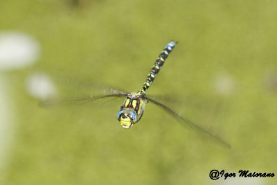 Aeshna cyanea - Blue Hawker