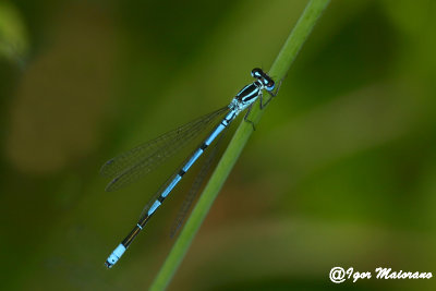 Coenagrion puella - Variable Bluet