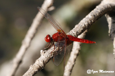 Crocothemis erythraea - Broad Scarlet