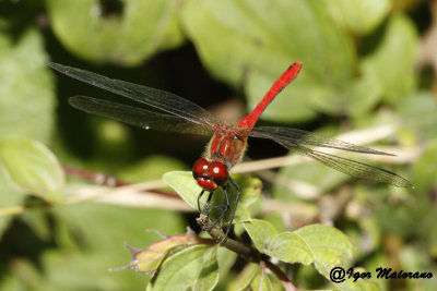 Sympetrum sanguineum - Ruddy Darter
