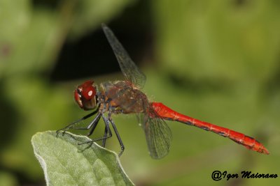 Sympetrum sanguineum - Ruddy Darter