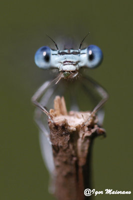 Libellule - Dragonflies