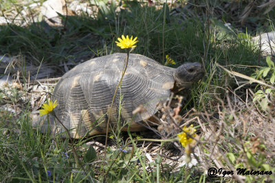 Testudo marginata - Marginated Tortoise