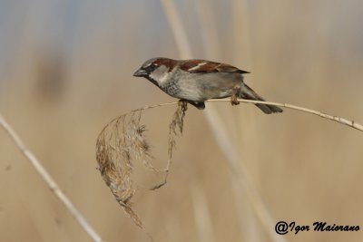 Passero europeo (Passer domesticus - House Sparrow)