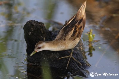 Schiribilla (Porzana parva - Little Crake)