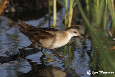 Schiribilla (Porzana parva - Little Crake)