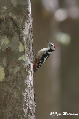 Picchio rosso mezzano (Dendrocopos medius - Middle Spotted Woodpecker)