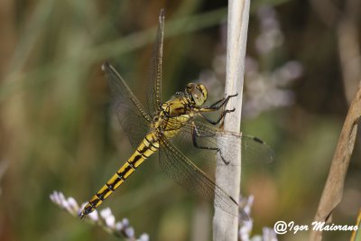 Orthetrum cancellatum - Black-tailed Skimmer