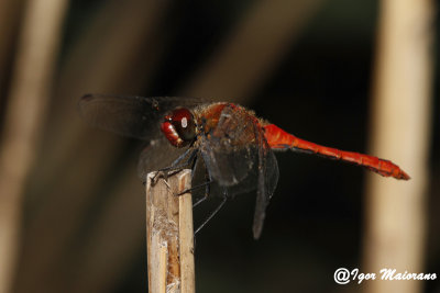Sympetrum sanguineum - Ruddy Darter
