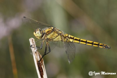 Orthetrum cancellatum - Black-tailed Skimmer