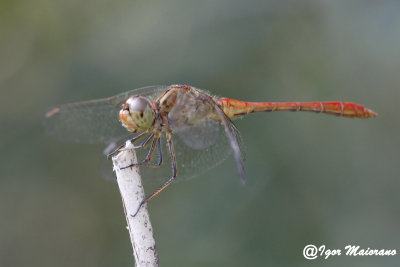 Sympetrum meridionale - Southern Darter