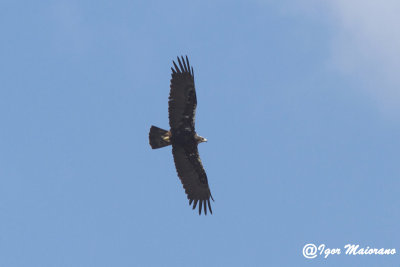 Aquila imperiale spagnola (Aquila adalberti - Spanish Imperial Eagle) 