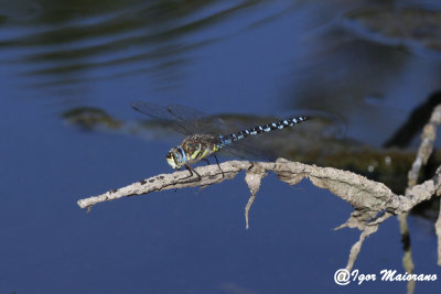 Aeschna Mixta - Migrant Hawker