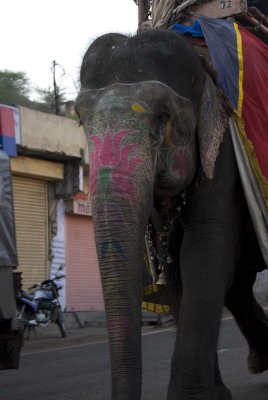 Colourful elephant