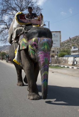 Elephant