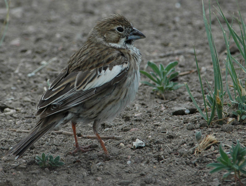 Lark Bunting