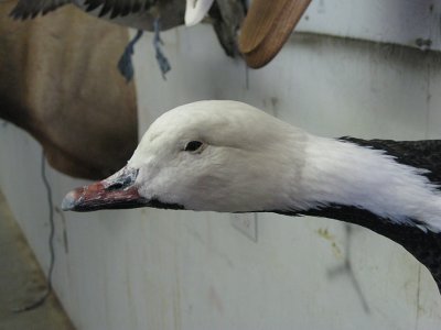 Emperor Goose in Colorado