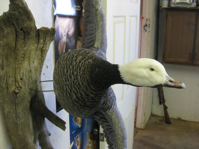 Emperor Goose Specimen Mounted