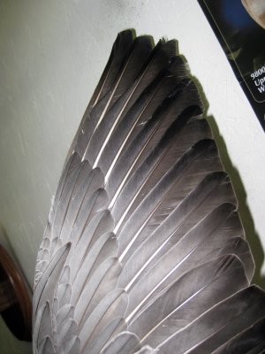 Emperor Goose Wing Detail