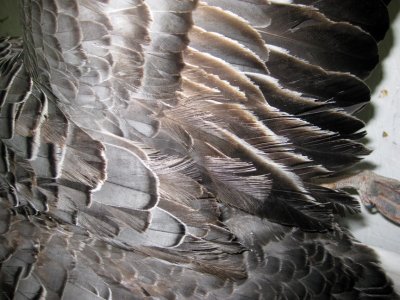 Emperor Goose Wing Detail