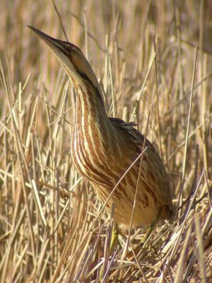 American Bittern