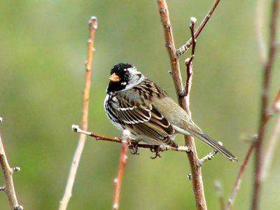 Harris's Sparrow