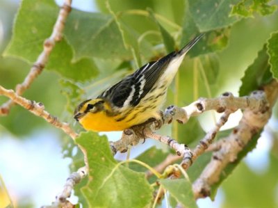 Blackburnian Warbler