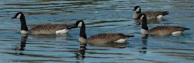 Cackling Goose/Lesser Canada Geese